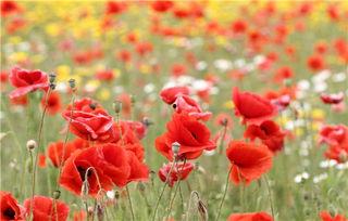 红罂粟在线观看,揭秘网络直播背后的暗流涌动